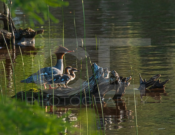 MTS_0391-3