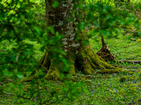 Muckross Abby 0005