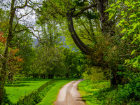 Muckross Abby 0003
