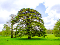 Muckross Abby 00010