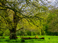 Muckross Abby 0006
