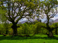 Muckross Abby 0007