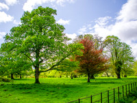 Muckross Abby 0008