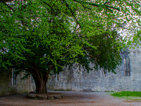 Muckross Abby 00014