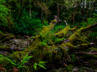 Killarny National Park 0002