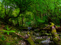 Killarny National Park 0003