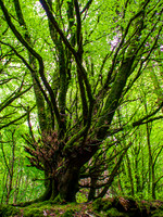 Killarny National Park 0005