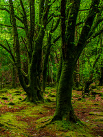 Killarny National Park 0006