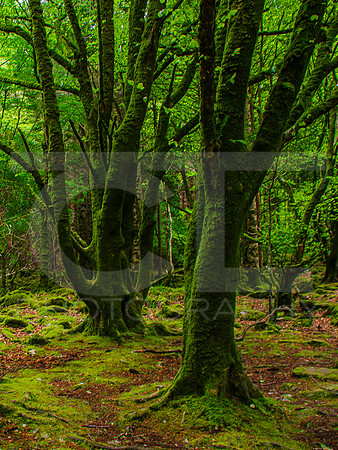 Killarny National Park 0006