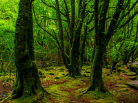 Killarny National Park 0007