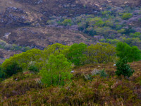 Kerry Way 0006