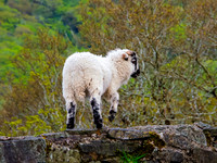 Kerry Way 00016