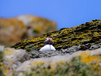 Skellig Islands - Great Skellig Michael 00011