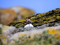 Skellig Islands - Great Skellig Michael 00012