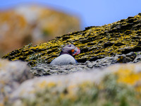 Skellig Islands - Great Skellig Michael 00013