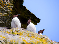 Skellig Islands - Great Skellig Michael 00015