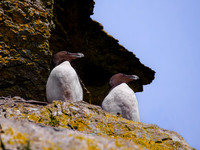 Skellig Islands - Great Skellig Michael 00016