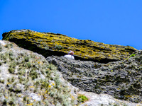 Skellig Islands - Great Skellig Michael 00014