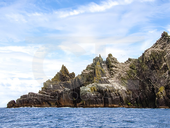 Skellig Islands - Little Skellig 00015