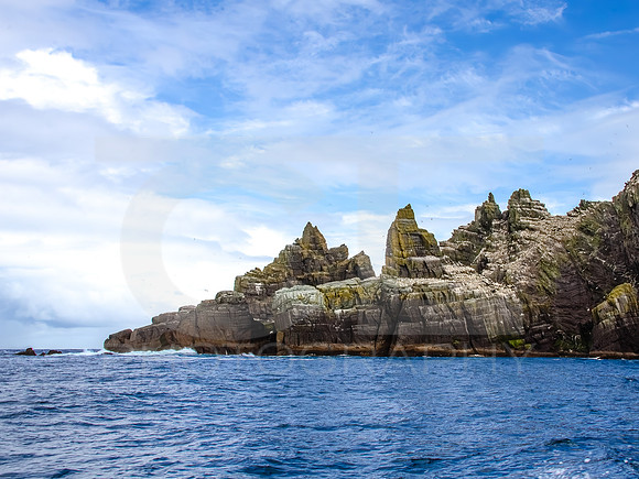 Skellig Islands - Little Skellig 00016