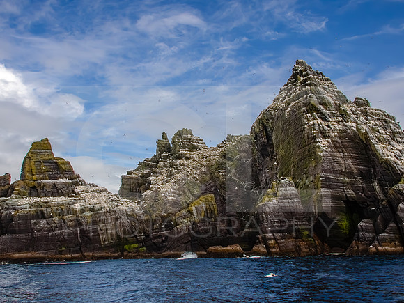 Skellig Islands - Little Skellig 00017