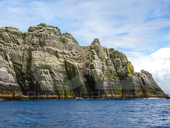 Skellig Islands - Little Skellig 00019