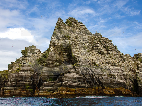 Skellig Islands - Little Skellig 00018