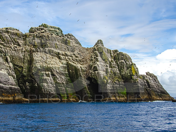 Skellig Islands - Little Skellig 00020