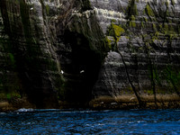 Skellig Islands - Little Skellig 00021