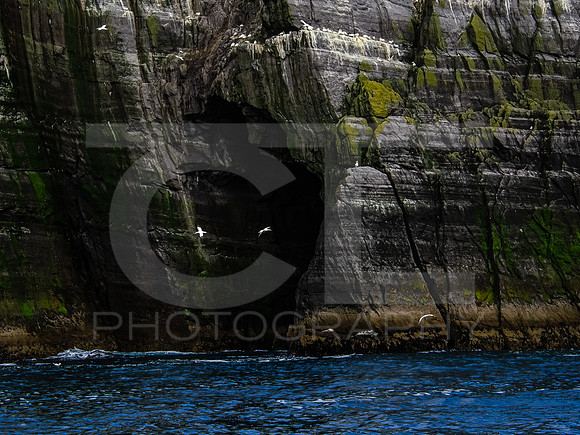 Skellig Islands - Little Skellig 00021