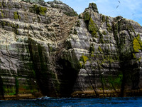 Skellig Islands - Little Skellig 00022