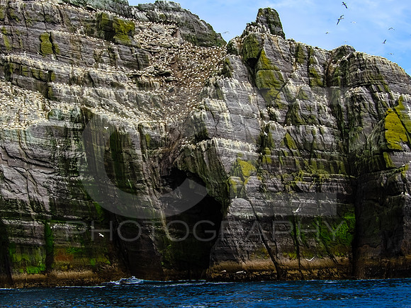 Skellig Islands - Little Skellig 00022