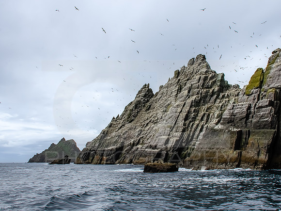 Skellig Islands - Little Skellig 00025