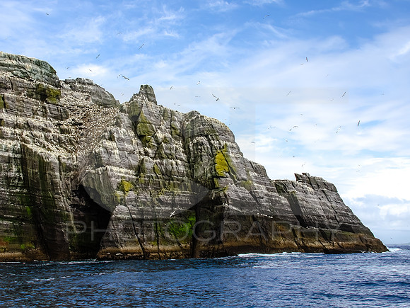 Skellig Islands - Little Skellig 00023
