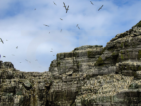 Skellig Islands - Little Skellig 00024
