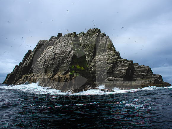 Skellig Islands - Little Skellig 00026