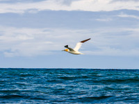 Skellig Islands 0004