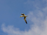 Skellig Islands 0007