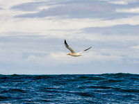 Skellig Islands 0006