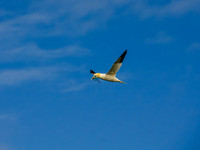 Skellig Islands 0005