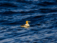 Skellig Islands 0008