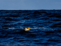 Skellig Islands 0009