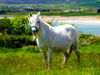Blasket island Coast 0004