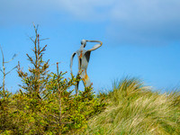 Blasket Island Coast 0001