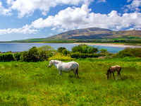 Blasket island Coast 0005