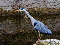 Galway 00010