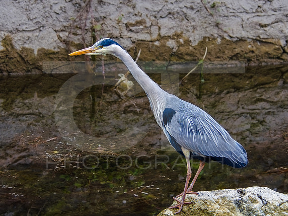 Galway 00010
