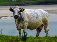 Kylemore Abbey 00017