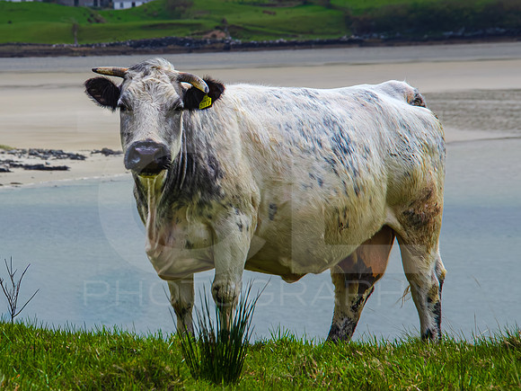 Kylemore Abbey 00017