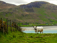 Kylemore Abbey 00015